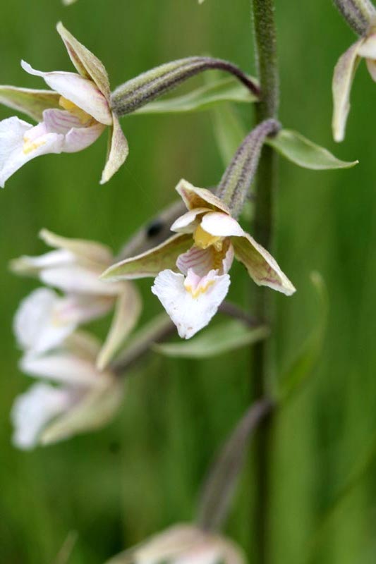 Sumpf Stendelwurz - Sumpf-Stendelwurz Orchidee in Mecklenburg